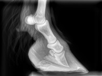 laminitis-2 (1)
