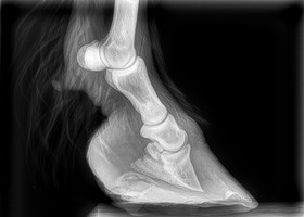 laminitis-2 (1)