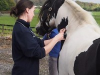 Jess giving a vaccination vaccine jess
