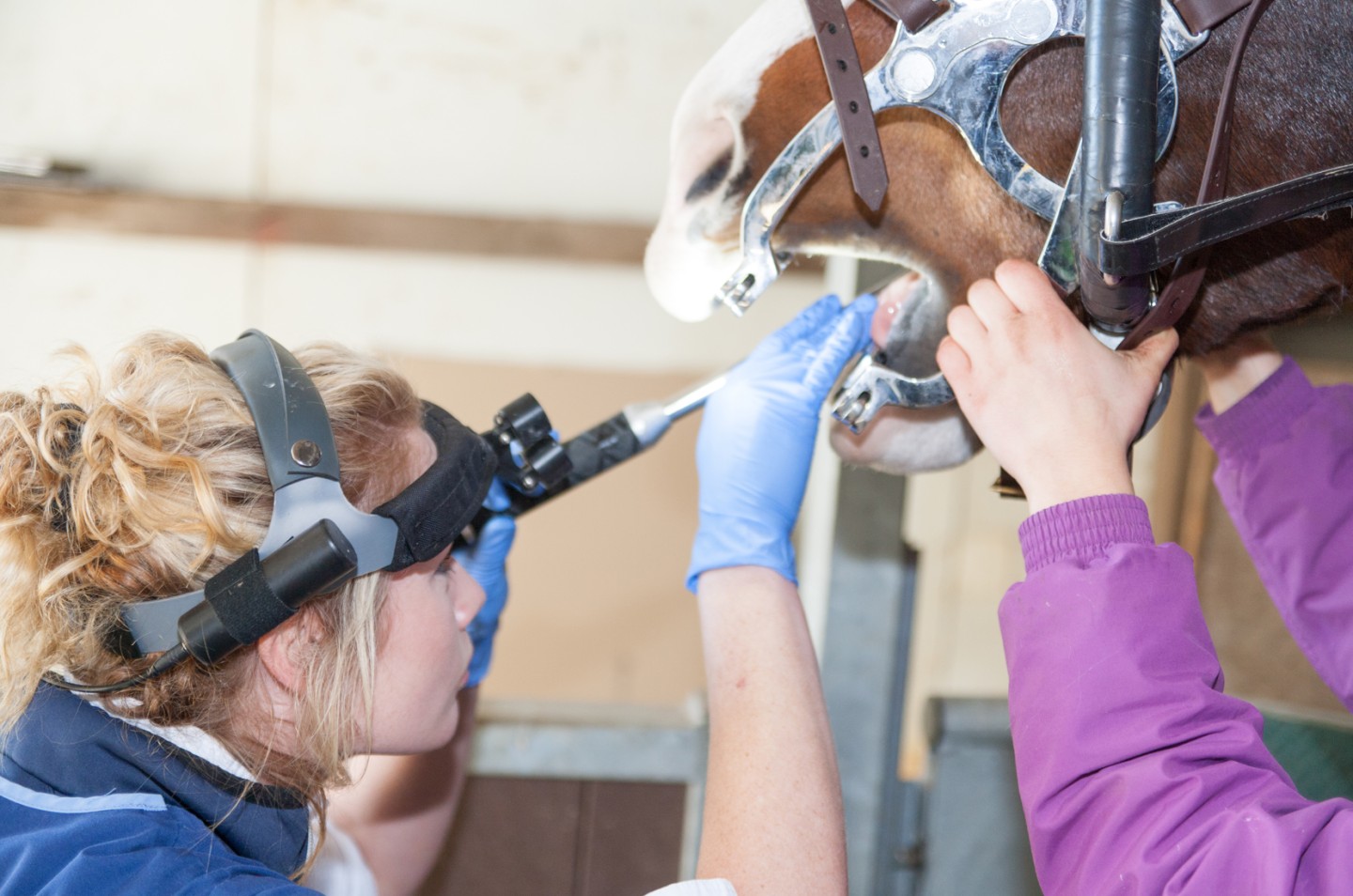 Equine Vets Ridings Vets Photo Shoot