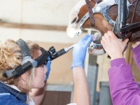 Equine Vets Ridings Vets Photo Shoot