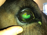 Corneal ulceration photo