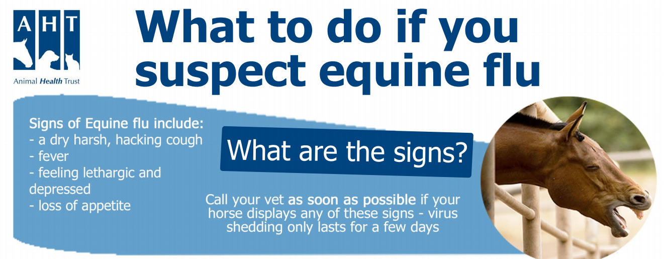 Equine Flu Poster