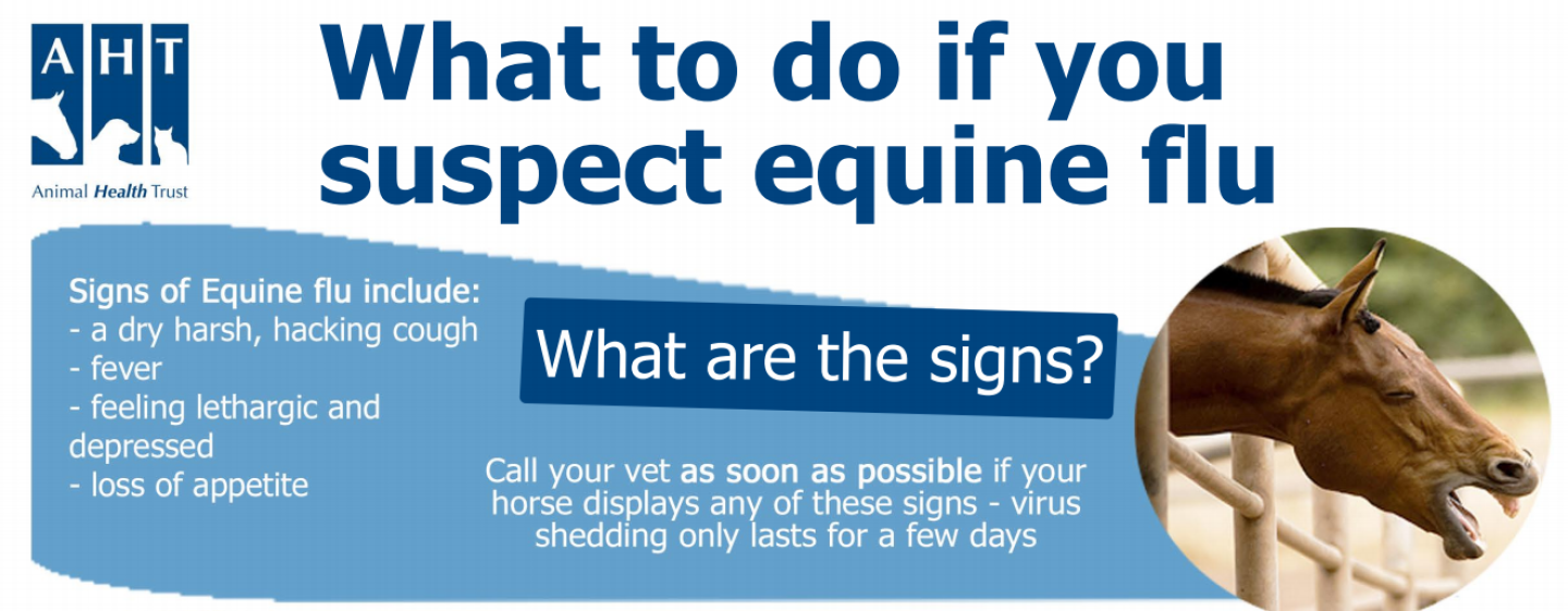 Equine Flu Poster