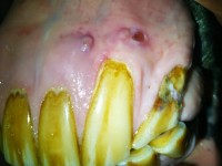 EOTRH with recessed gum, discharging tracts and a fractured corner incisor EOTRH equine teeth