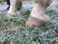 winter hoof care
