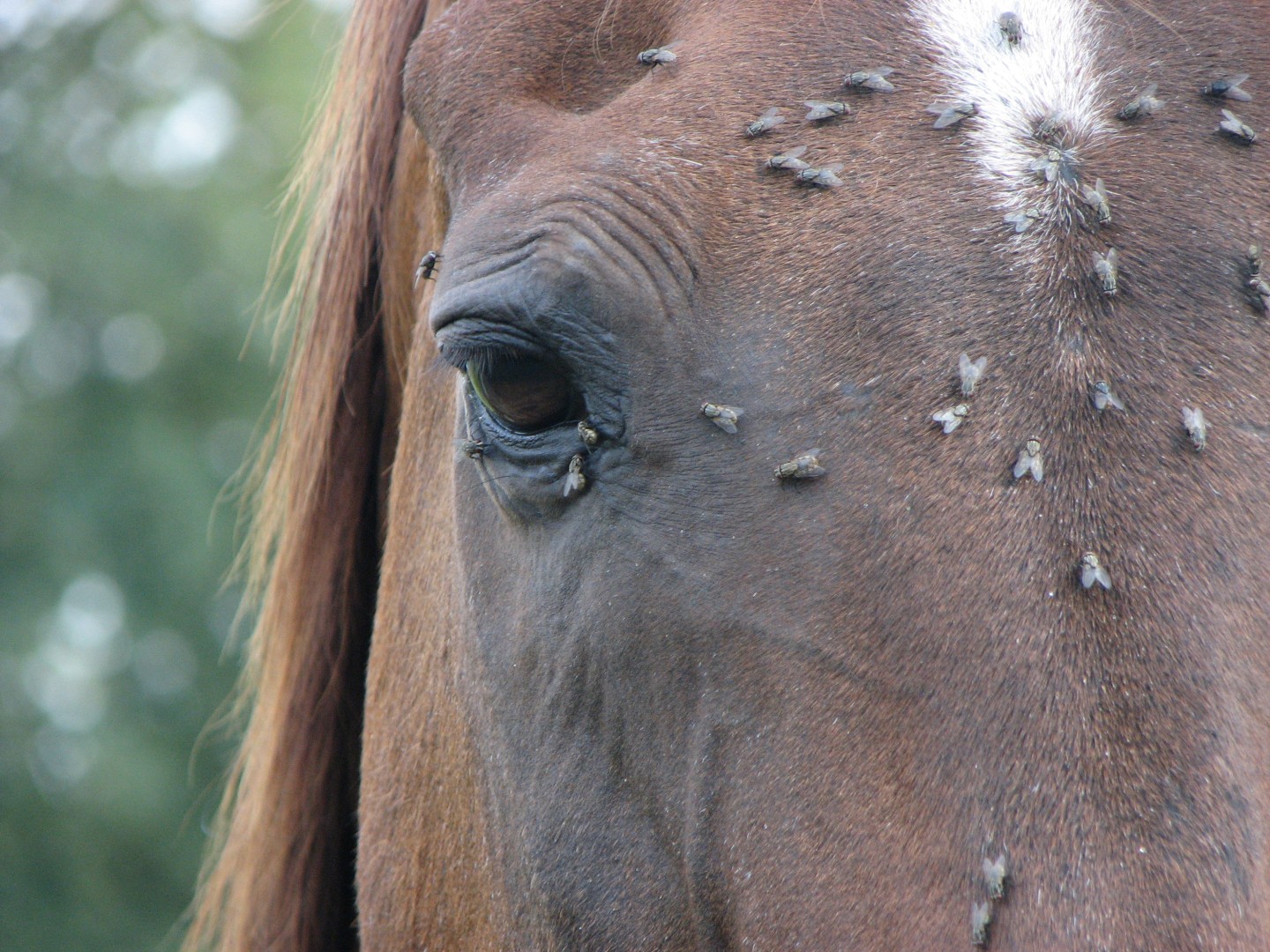 Horse_needs_mask