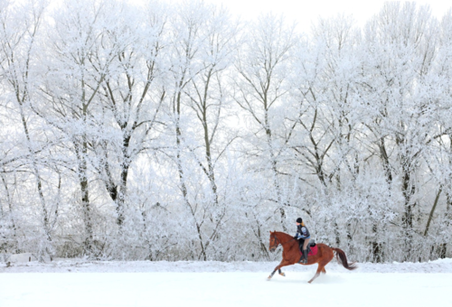 shutterstock_159780014