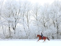 shutterstock_159780014