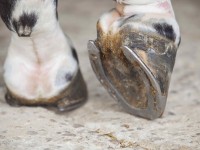 hoof
