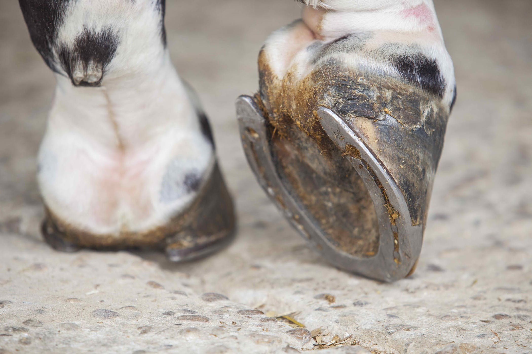 hoof