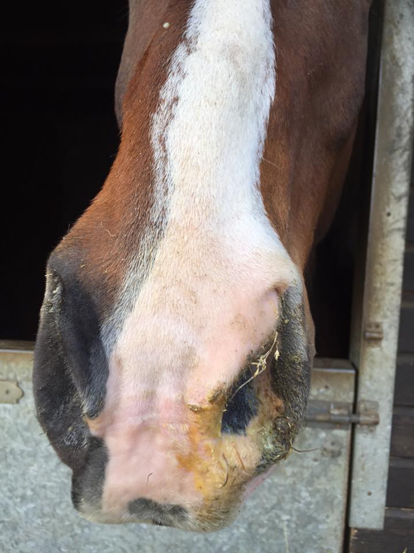 snotty nose