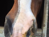 snotty nose