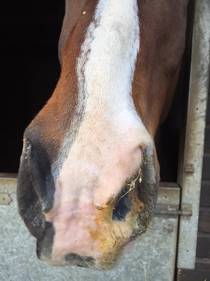 snotty nose