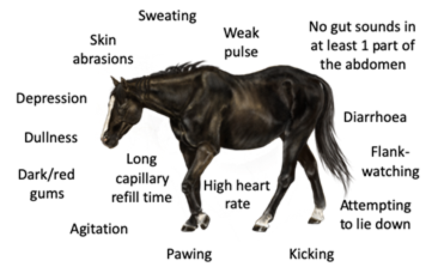 Signs that may characterise a critical case of colic Critical Colic signs