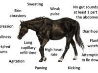 Signs that may characterise a critical case of colic Critical Colic signs