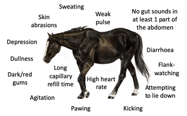 Signs that may characterise a critical case of colic Critical Colic signs