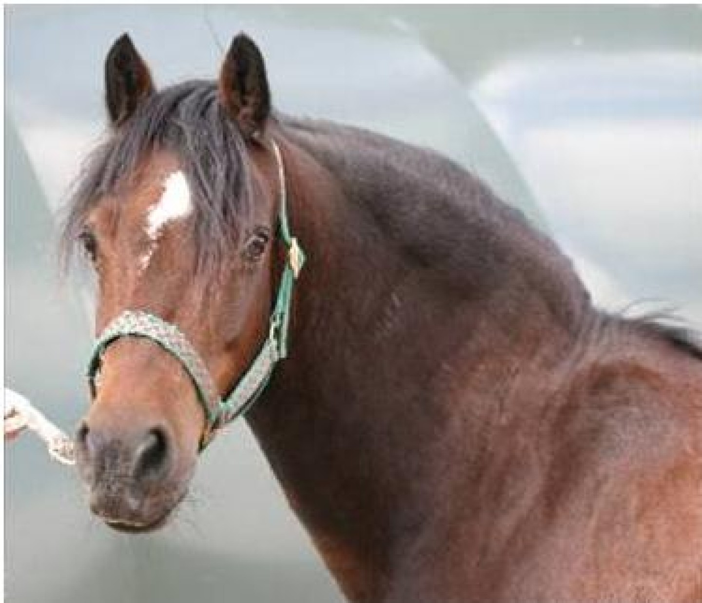 laminitis_-_cresty_neck