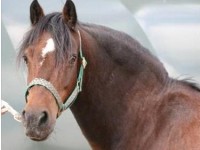 laminitis_-_cresty_neck