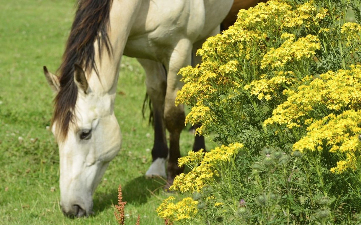 ragwort-10_2631157k