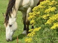 ragwort-10_2631157k