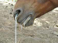 A horse with saliva running from nostrils with choke equine_choke