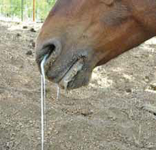 A horse with saliva running from nostrils with choke equine_choke