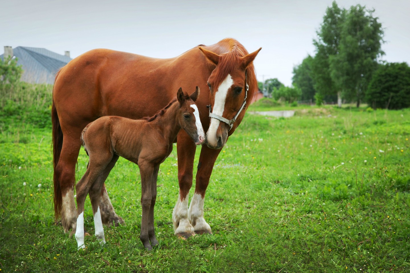 beautiful horses on the field beautiful horses on the field