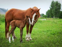 beautiful horses on the field