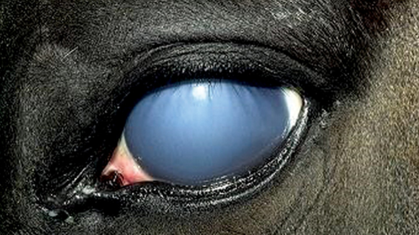 Equine-Vision-Part-3-copy