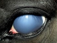 Equine-Vision-Part-3-copy